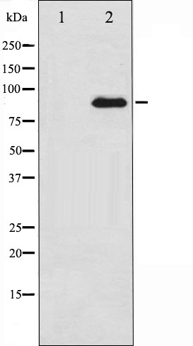 PKC zeta Antibody