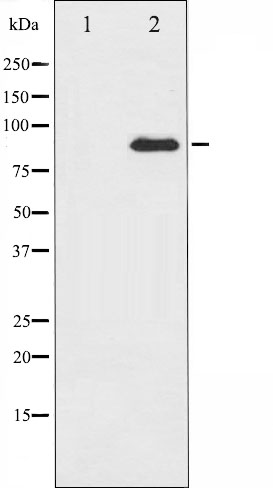 PKC theta Antibody