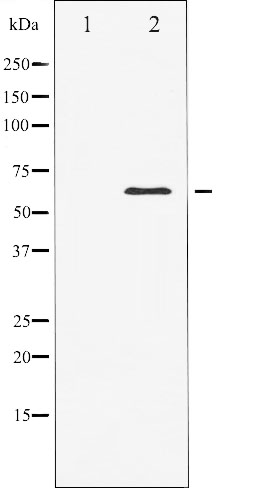 ELK Antibody