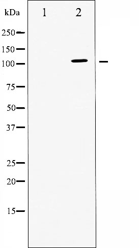 ATPase Antibody