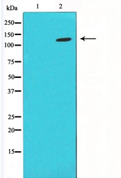 HIF1A Antibody