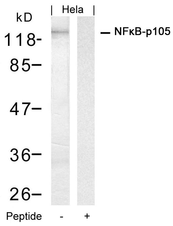 NFkB-p105(Ab-927) Antibody