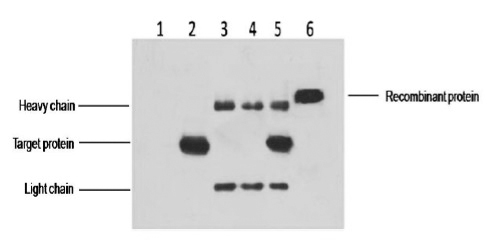 His-Tag Mouse Monoclonal Antibody