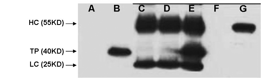 V5-Tag Mouse Monoclonal Antibody