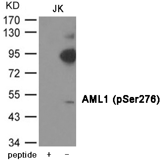 AML1 (Phospho-Ser276) Antibody