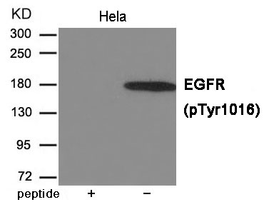 EGFR (Phospho-Tyr1016) Antibody