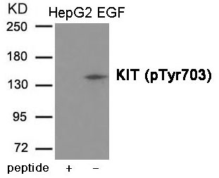 KIT (Phospho-Tyr703) Antibody