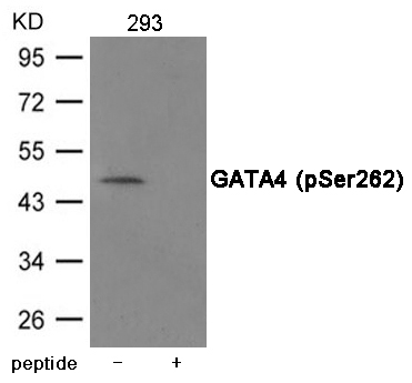 GATA4 (Phospho-Ser262) Antibody