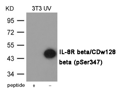 IL-8R beta/CDw128 beta (Phospho-Ser347) Antibody