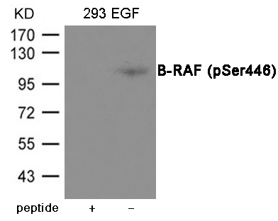 B-RAF (Phospho-Ser446) Antibody