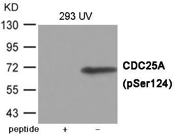 CDC25A (Phospho-Ser124) Antibody