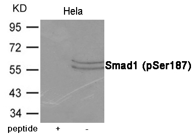 Smad1 (Phospho-Ser187) Antibody