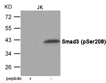 Smad3 (Phospho-Ser208) Antibody