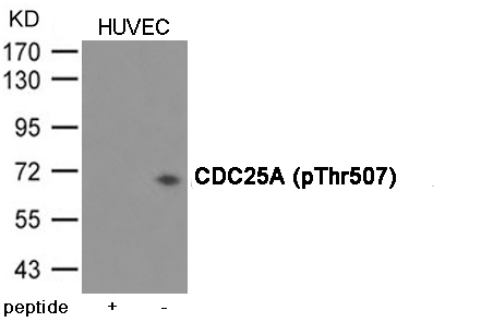 CDC25A (Phospho-Thr507) Antibody