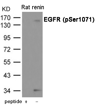 EGFR (Phospho-Ser1071) Antibody