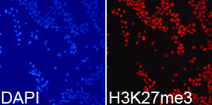 Histone H3K27me3 Polyclonal Antibody - SAB | Signalway Antibody