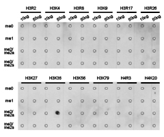 Histone H3K36me2 Polyclonal Antibody