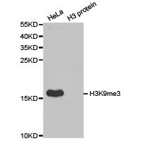 Histone H3K9me3 Polyclonal Antibody - SAB | Signalway Antibody