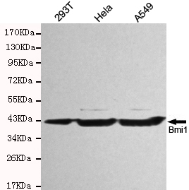 Bmi1 Monoclonal Antibody