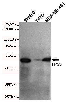 p53 (C-terminus) Monoclonal Antibody