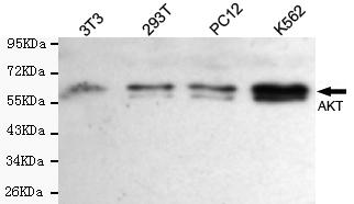 total AKT Monoclonal Antibody