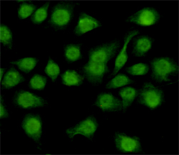 NFIC Monoclonal Antibody