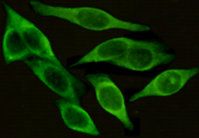 CD54(ICAM-1) Monoclonal Antibody