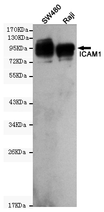 CD54(ICAM-1) Monoclonal Antibody