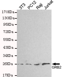 GRB2 Monoclonal Antibody