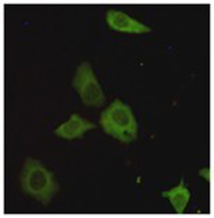 TORC1 Monoclonal Antibody