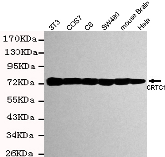 TORC1 Monoclonal Antibody