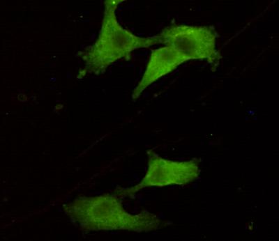 UCHL1/PGP9.5 Monoclonal Antibody