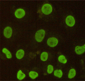 CDX2 Monoclonal Antibody