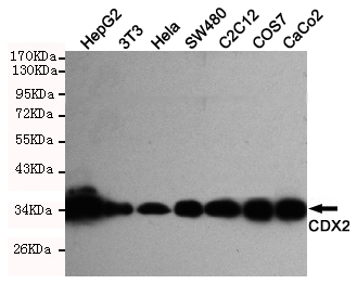 CDX2 Monoclonal Antibody