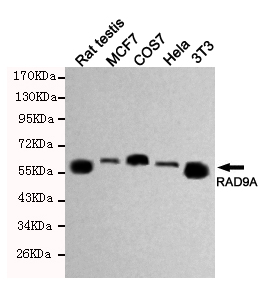 RAD9A Monoclonal Antibody