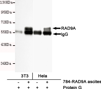 RAD9A Monoclonal Antibody