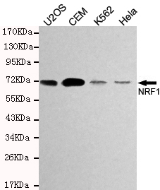 TCF11/NRF1 Monoclonal Antibody