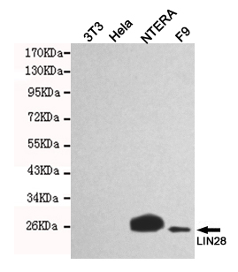 LIN28A Monoclonal Antibody