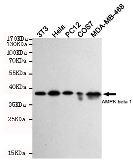 AMPK beta 1 Monoclonal Antibody