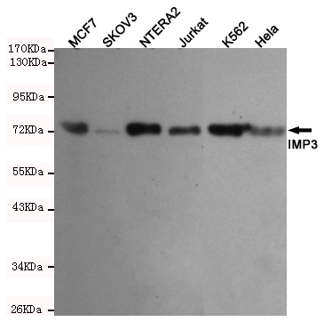 IMP3 Monoclonal Antibody