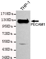 CD31 Monoclonal Antibody