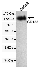 Prominin-1 Monoclonal Antibody