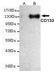 Prominin-1 Monoclonal Antibody