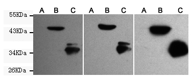 EGFP/EYFP Monoclonal Antibody