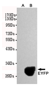 EGFP/EYFP Monoclonal Antibody