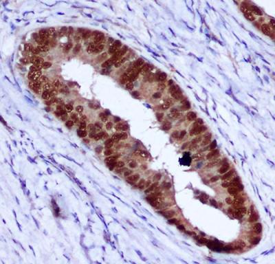 PCNA Monoclonal Antibody