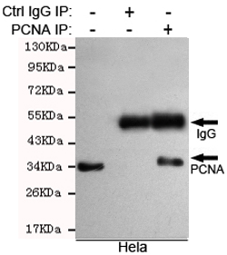 PCNA Monoclonal Antibody