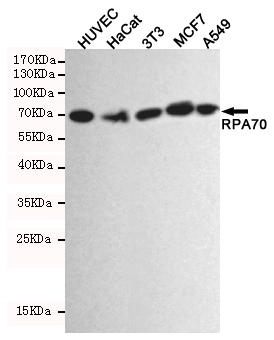 RPA70 Monoclonal Antibody