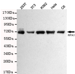 RPA70 Monoclonal Antibody