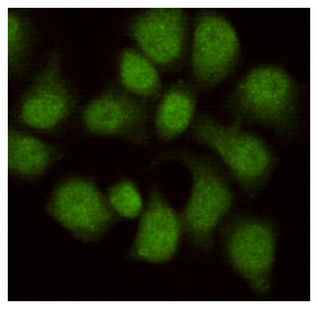 WDR77 Monoclonal Antibody